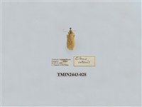 藏品(燈蛾29)的圖片